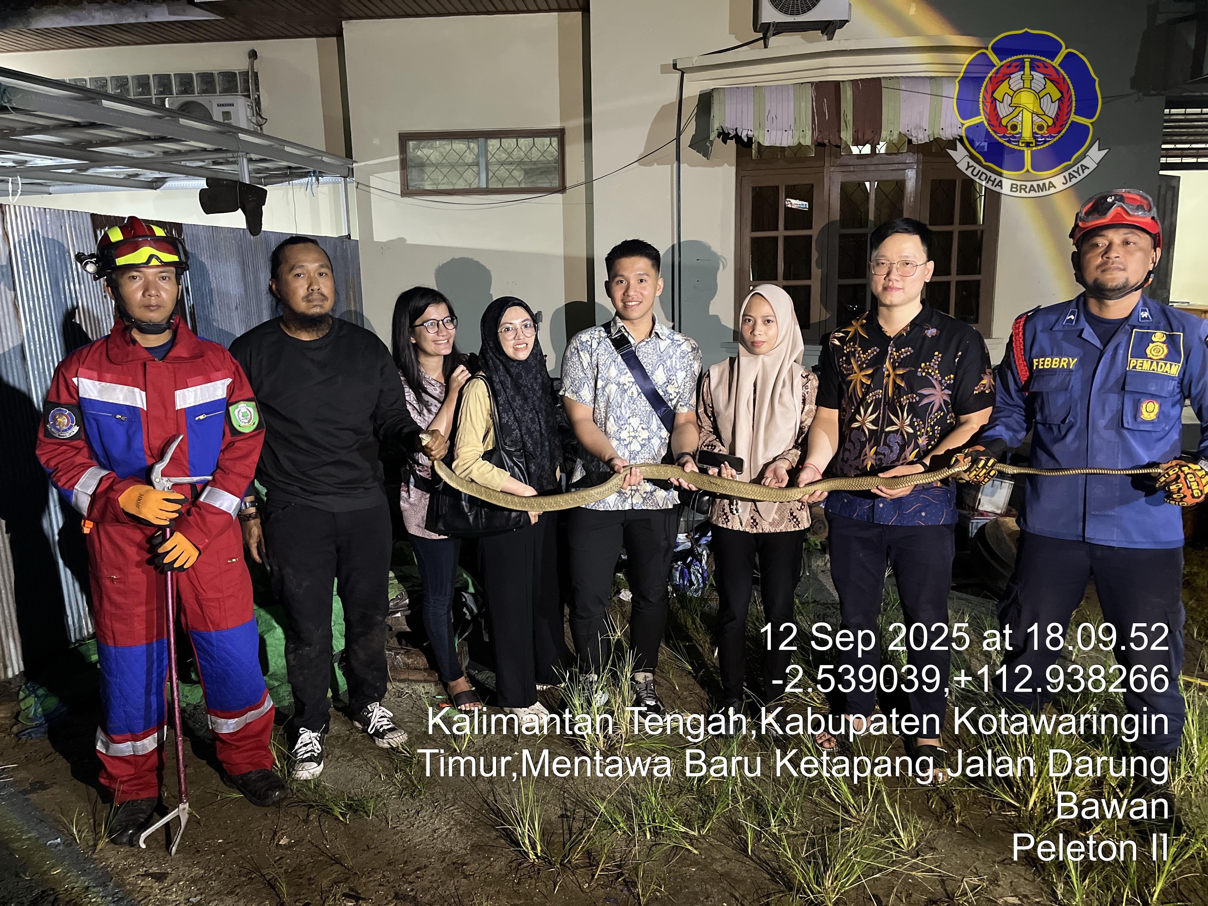 Evakuasi King Kobra di Ketabang Baru, Kotawaringin Timur.