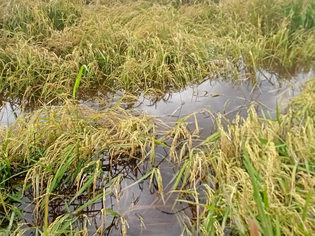 Kondisi sawah di Desa Lampuyang yang terdampak banjir.