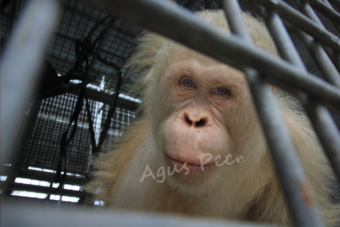 Alba orangutan albino sebelum dilepasliarkan ke hutan.AGUS PRAMONO/KALTENG POS