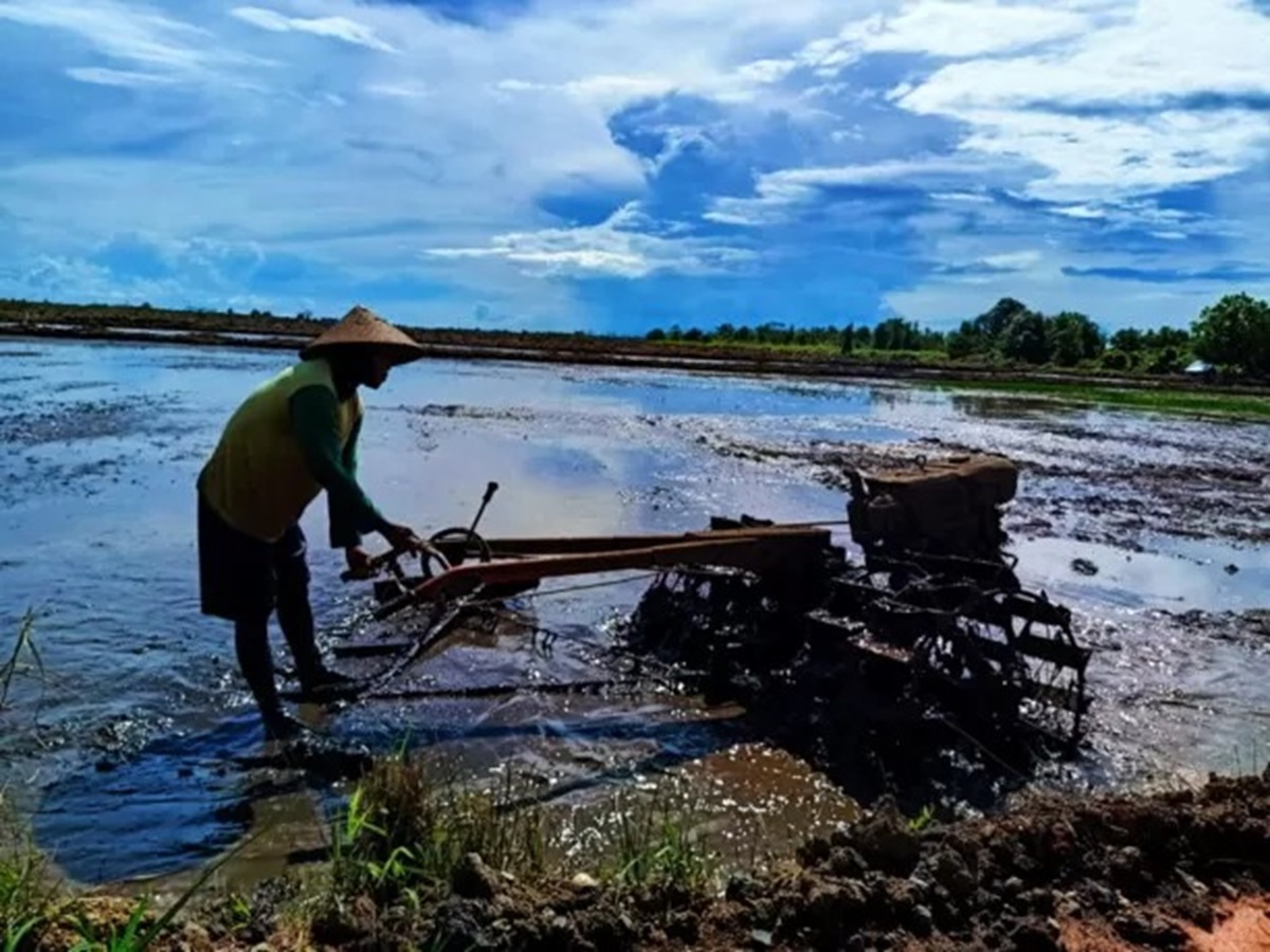 kawasan food estate di Pulang Pisau. FOTO: DOK/KALTENG POS