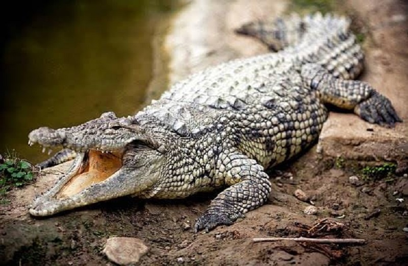 Ilustrasi buaya.