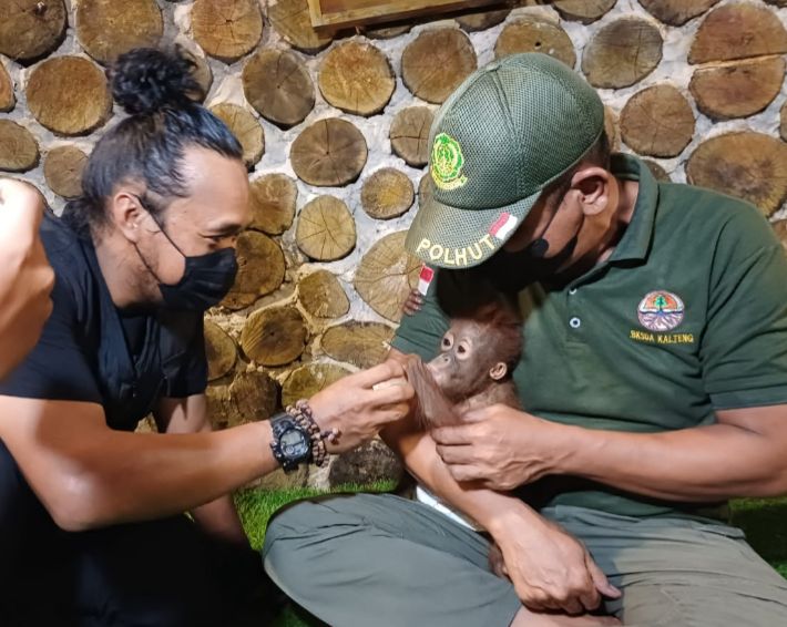 Kondisi bayi orangutan sudah ada di tangan BKSDA Sampit.BKSDA