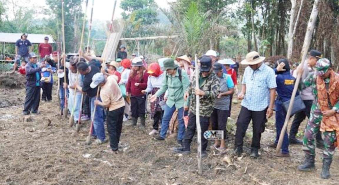 Bupati Mura Heriyus dan warga Saripoi menanam padi gogo dengan cara manugal.HUMAS
