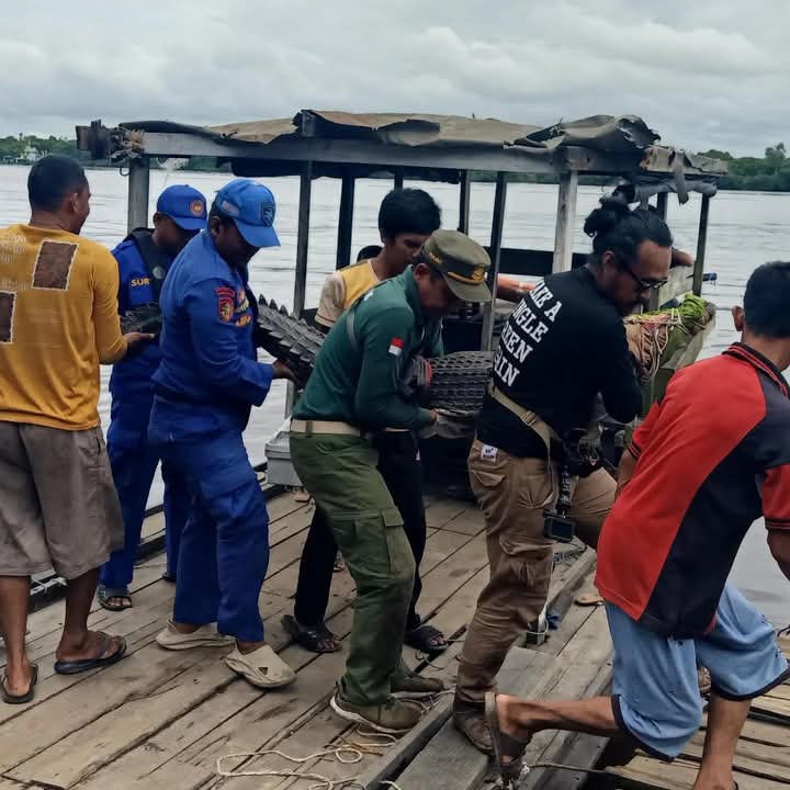 Evakuasi buaya. BKSDA SAMPIT