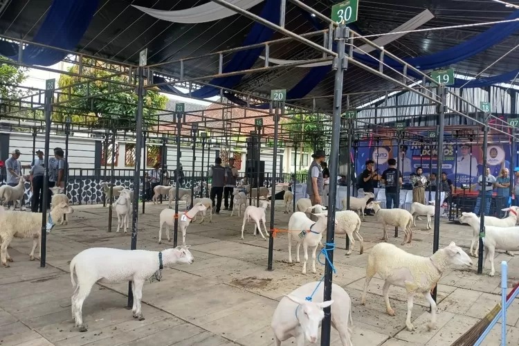 Tren ternak dombos di kalangan pemuda, banyak peminat setiap kontes domba wonosobo. (Istimewa)