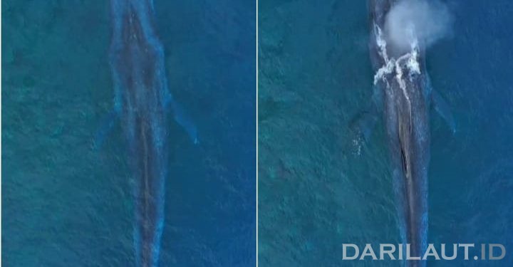 Penampakan paus biru 20 meter. (darilaut.id)