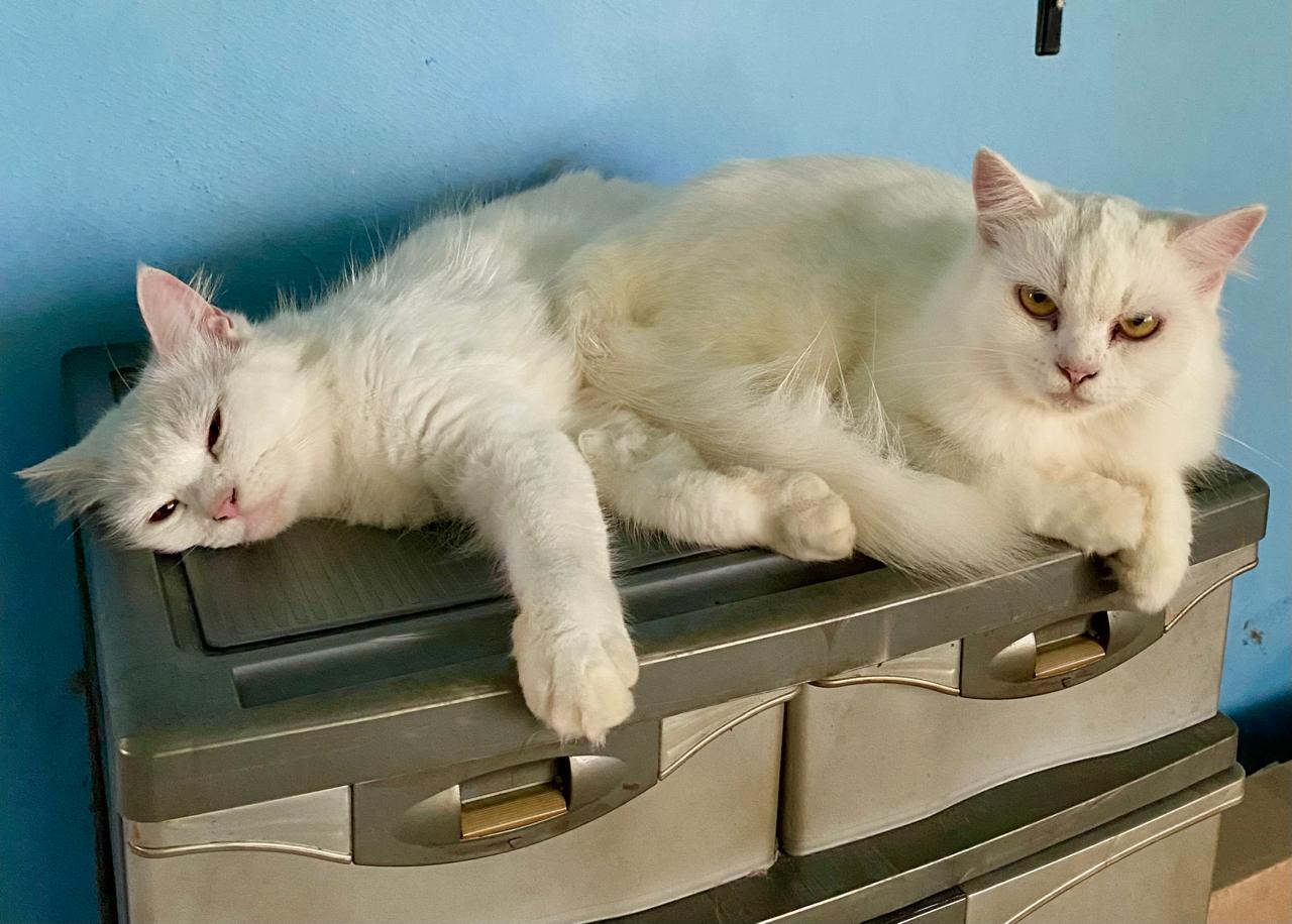 Uti dan Anjang, kucing peliharaan milik pecinta anabul Gilang Rahmawati.