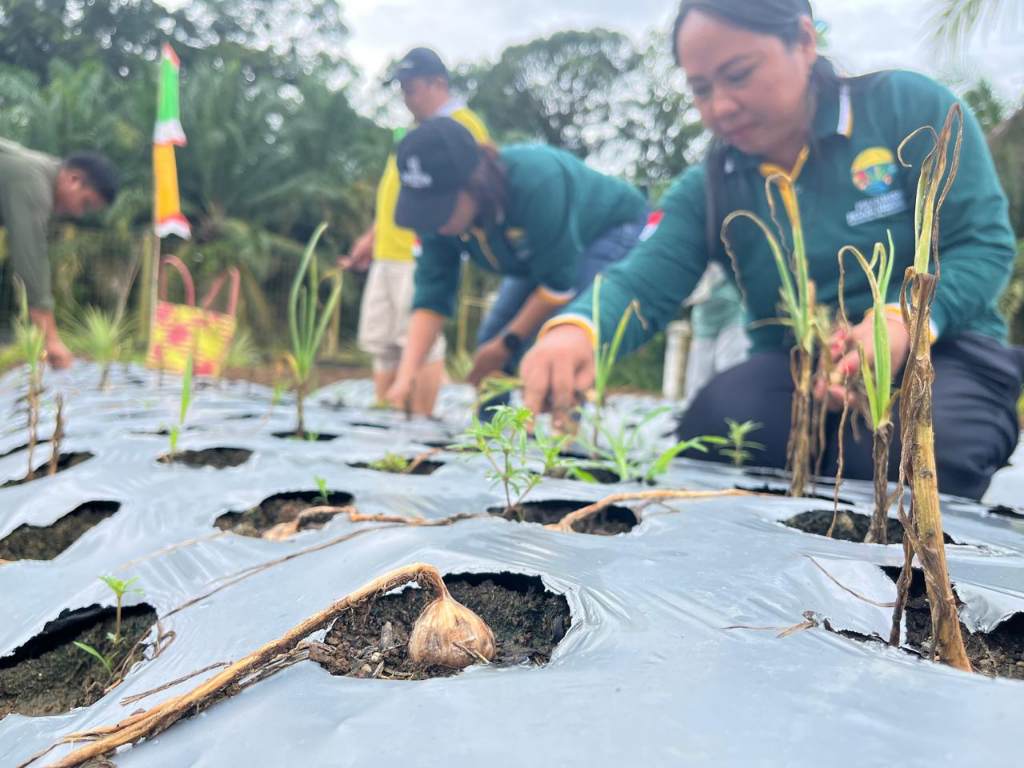 Panen bawang putih di Kecamatan Delang, Kabupaten Lamandau.HUMAS