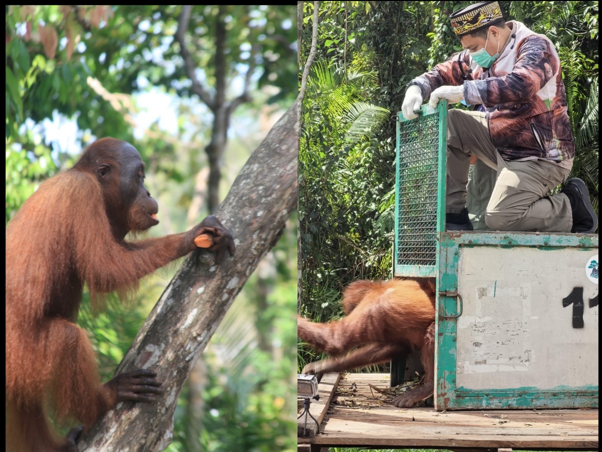 Pelepasan orang utan.BKSDA