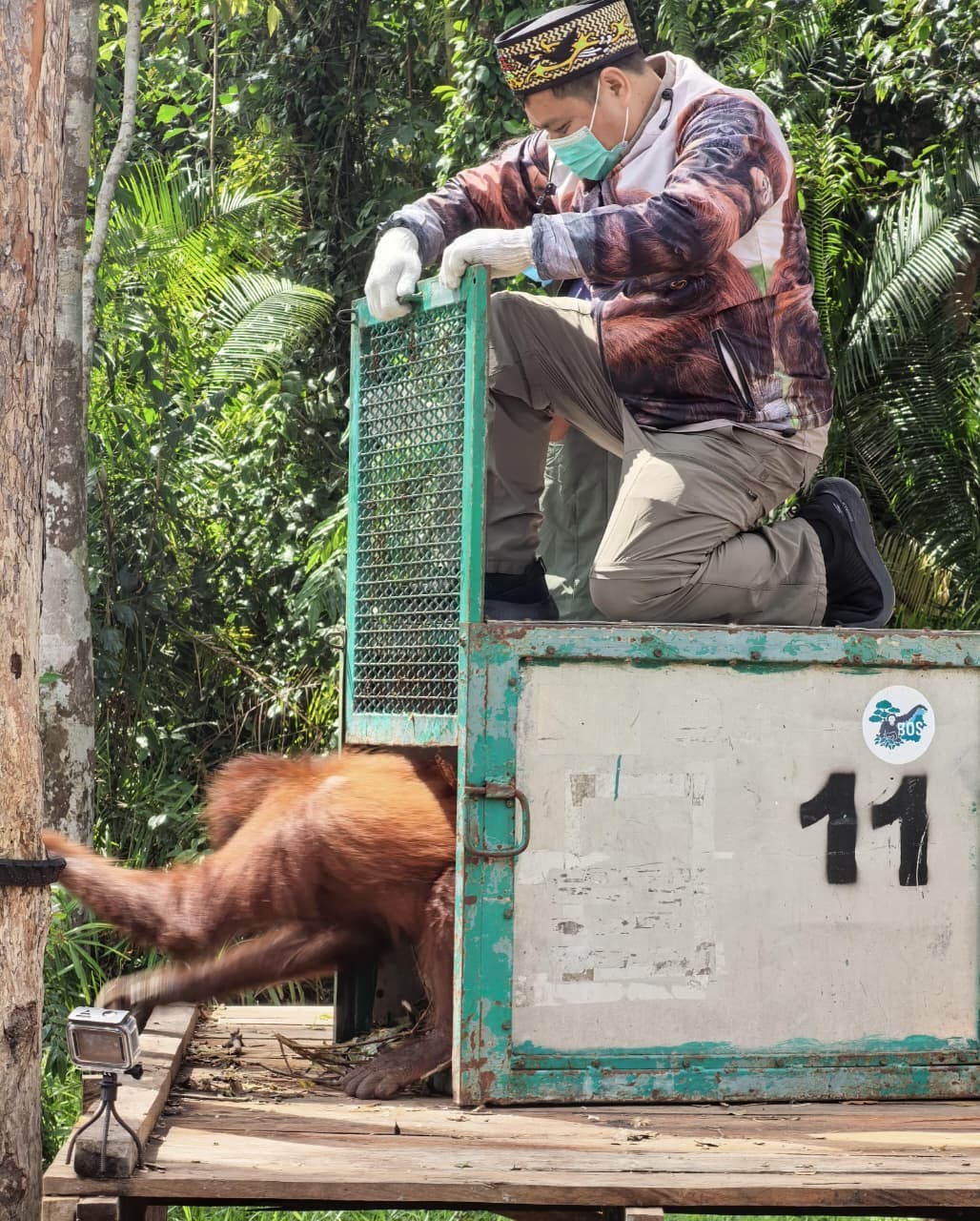 Petugas sedang mengeluarkan orangutan dari kandang untuk dilepasliarkan ke kawasan Taman Nasional Bukit Baka Bukit Raya.