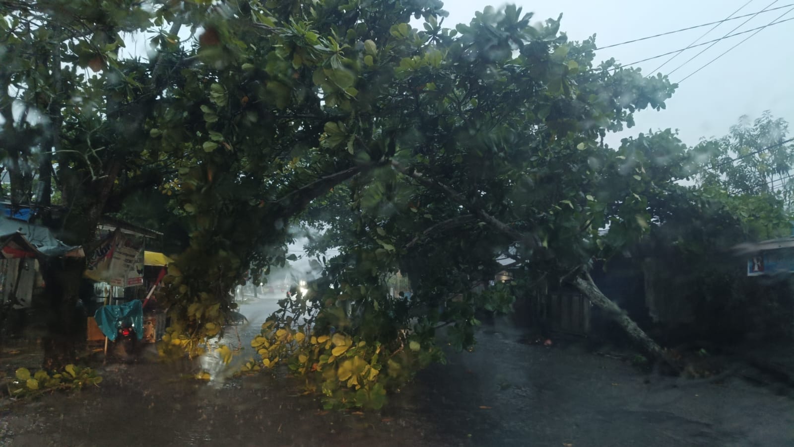 Pohon tumbang di jalan protokol Kota Sampit.GRUP WA