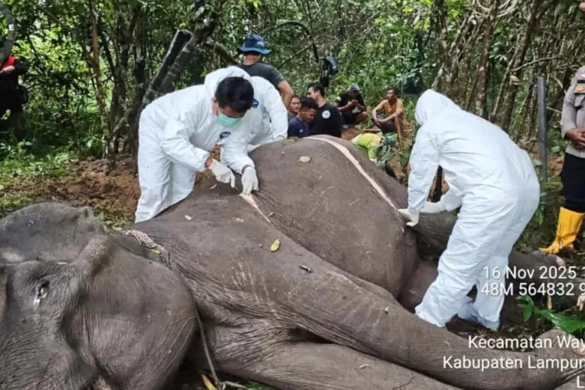 Petugas evakuasi gajah yang mati di Way Kambas Lampung. (IST)