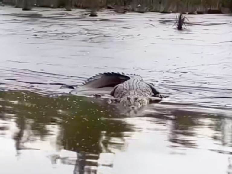 Kemunculan seekor buaya di tepian Sungai Mentaya.SCREENSHOOT