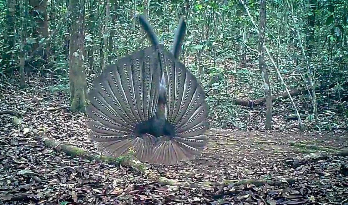 Kuau raja tertangkap camera trap Polhut Balai TNKM di Kawasan TNKM.