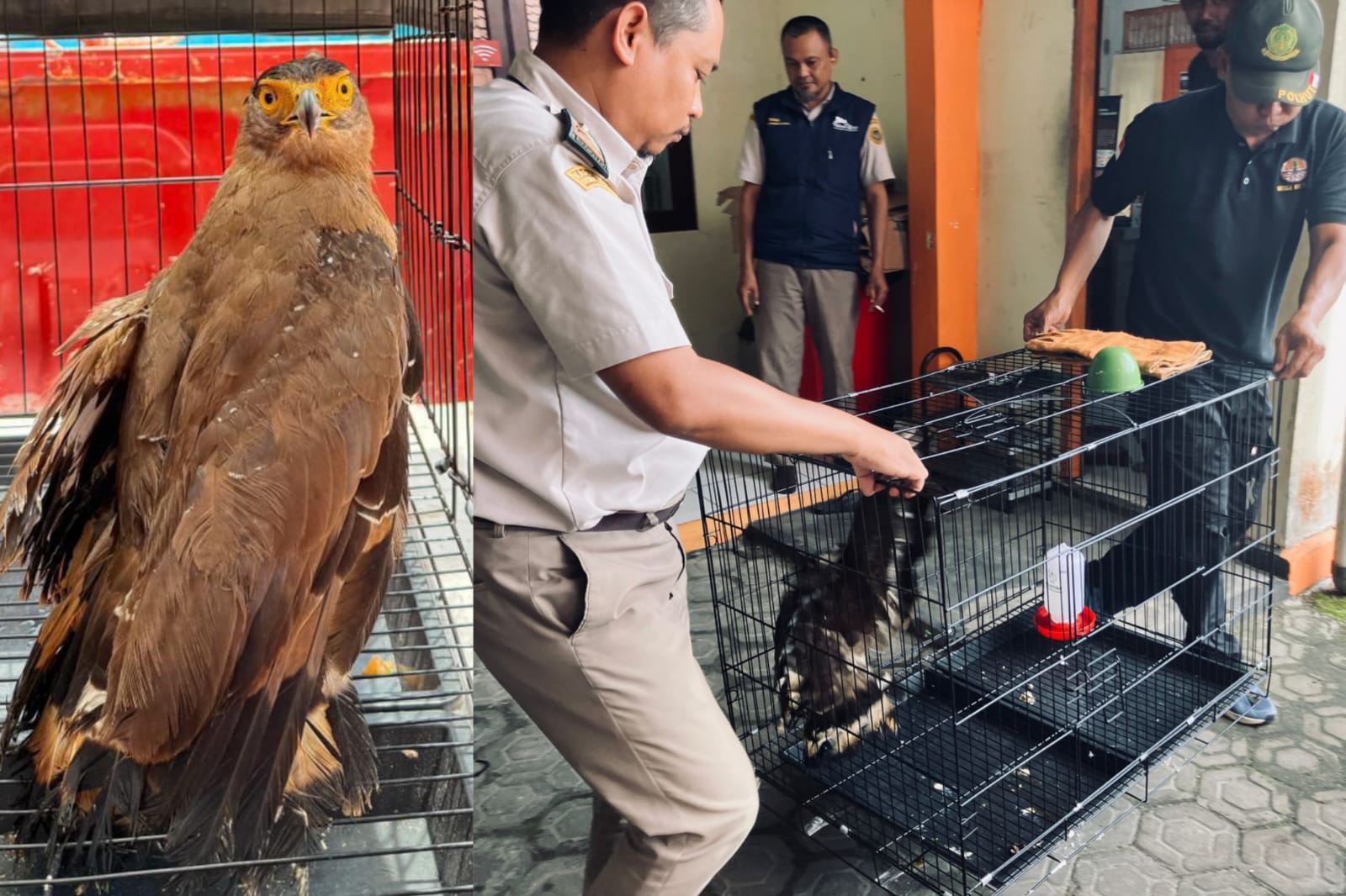 Elang Bido yang mau diselundupkan.BKSDA