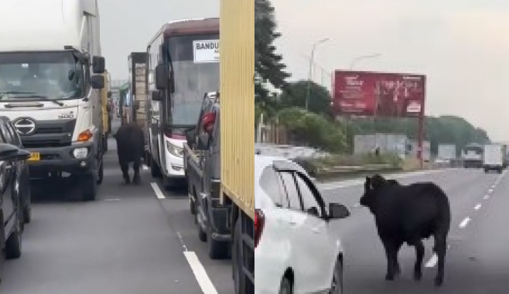Tangkapan layar video dua ekor sapi lepas di Tol Cikampek dan mengganggu lalu lintas.