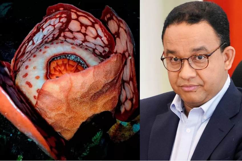 Rafflesia hasseltii dan Anies Baswedan.X @THOROGOODCHRIS1