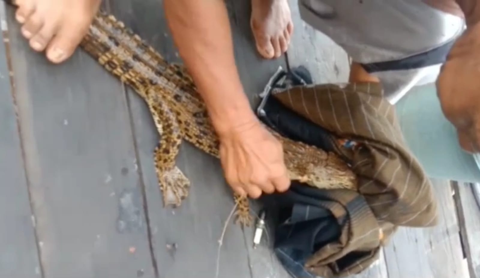 Warga dapat anak buaya saat memancing.