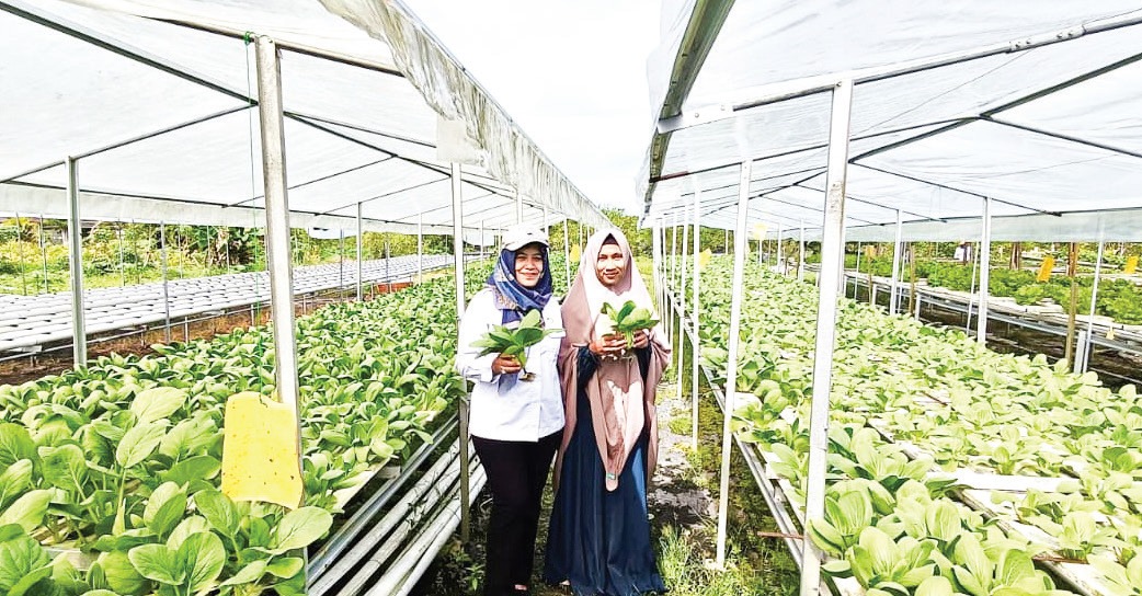 HIDROPONIK :Tanaman hidroponik milik petani milenial Fitri Nurjanah.