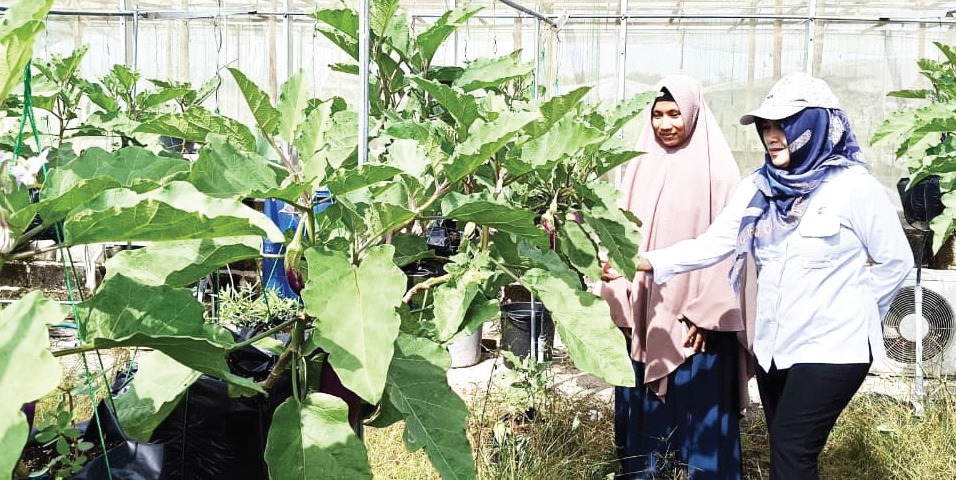 TANAMAN GANTUNG: Kepala Bidang Tanaman Pangan dan Hortikultura, Herning Raharjanti (kanan) bersama Fitri Nurjanah saat melihat langsung tanaman gantung, Rabu (26/11).