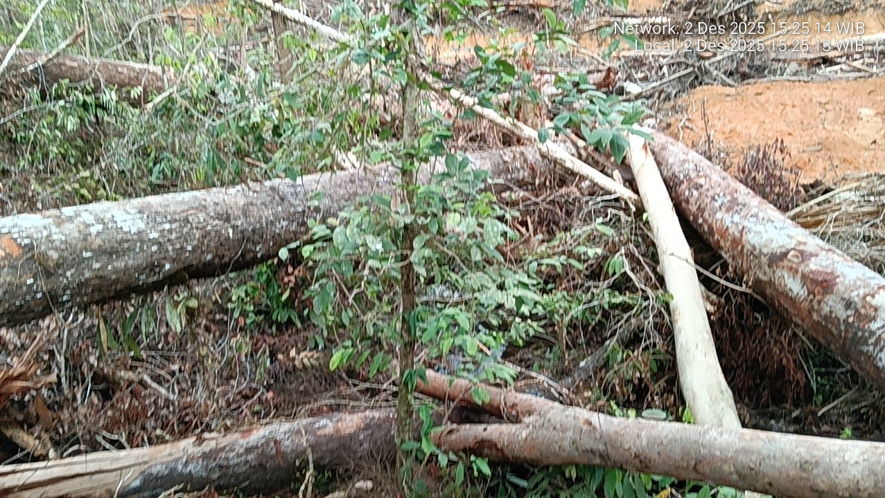 Kondisi hutan di sana.WARGA