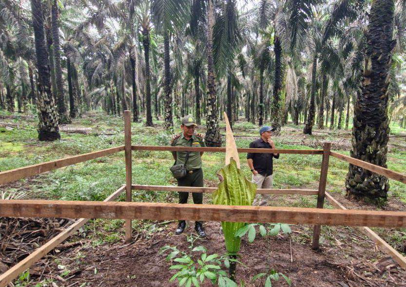 BKSDA mengecek bunga di kebun sawit.BKSDA