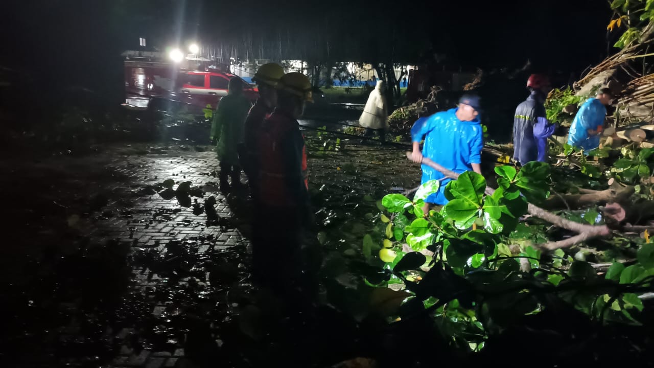 Pembersihan pohon tumbang