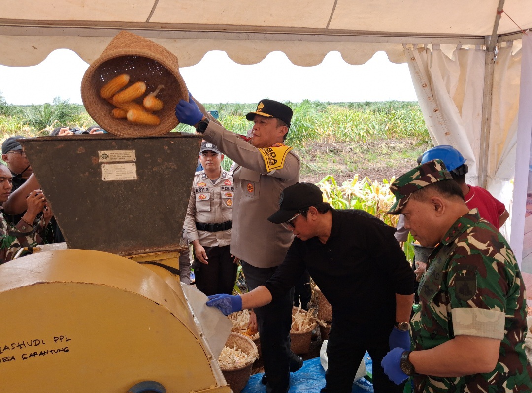 Menonton jagung hasil panen.AGUS PRAMONO/KALTENG POS