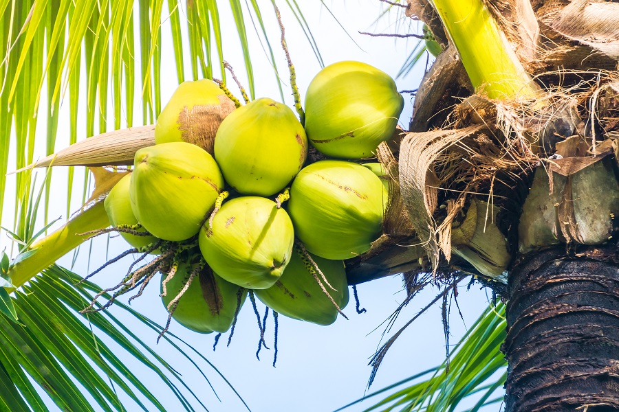 ILUSTRASI : Manfaat air kelapa. FREEPIK