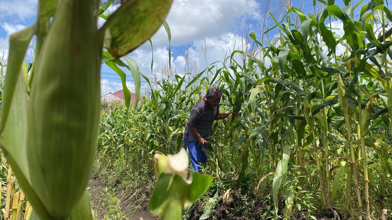 Petani jagung bersiap memanen.MIFTAH/KALTENGPOS.JAWAPOS.COM