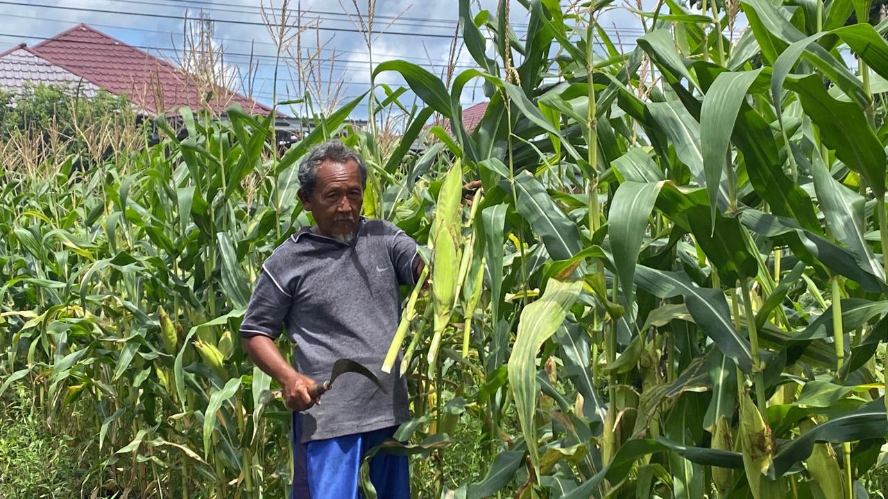 Petani jagung di Sampit kebanjiran pesanan menjekang tahub baru.MIFTAH/KALTENG POS