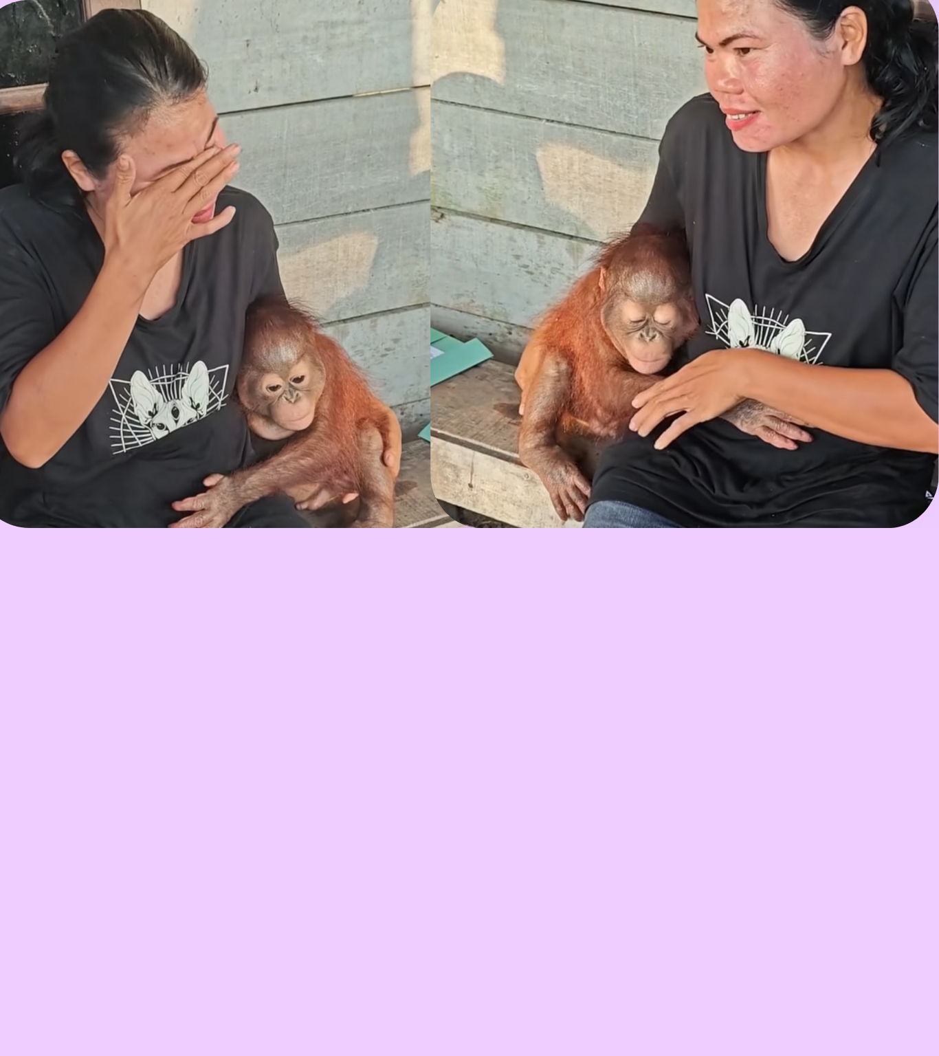 Bayi orangutan bernama Roy dievakuasi BKSDA Kalteng dari ibu asuh.BKSDA