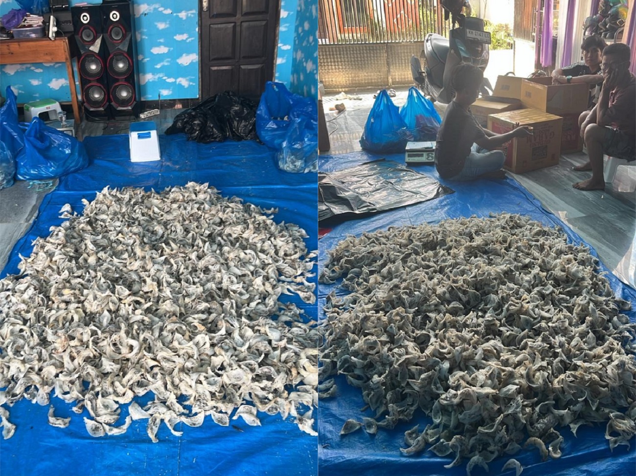 Pengepul sarang wallet di Samuda.MIFTAH/KALTENGPOS.JAWAPOS.COM