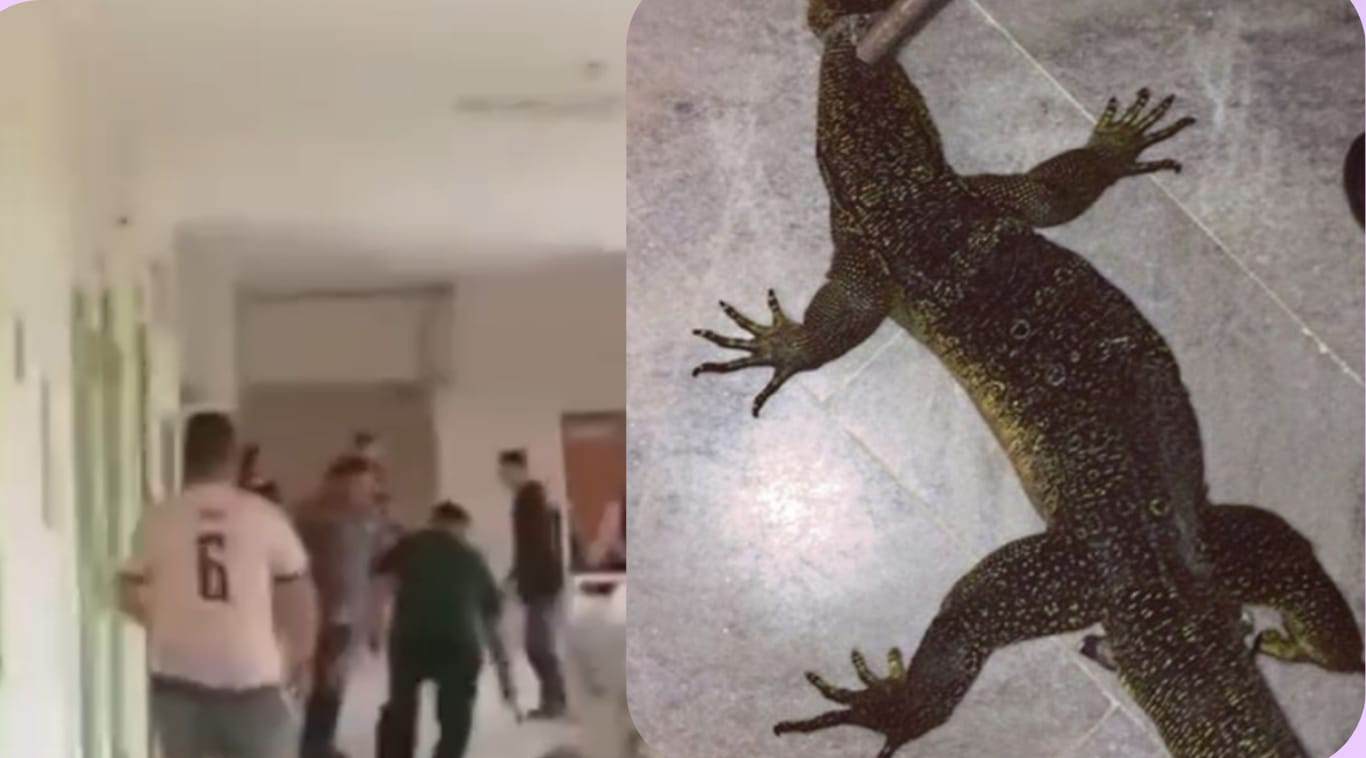 Biawak masuk RSUD dr.Murjani.SCREENSHOOT