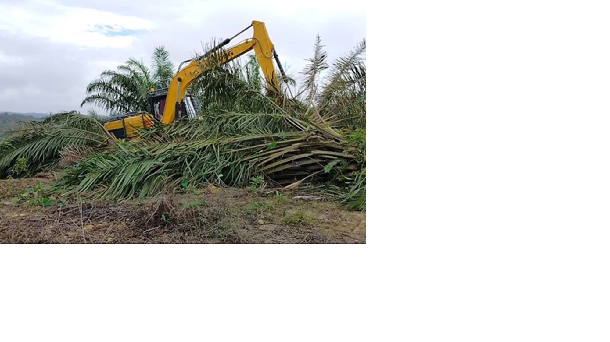 Kawasan Taman Nasional Tesso Nilo (TNTN) di Provinsi Riau sangat memprihatinkan. Pasalnya, kawasan hutan di sana tinggal 24 persen.