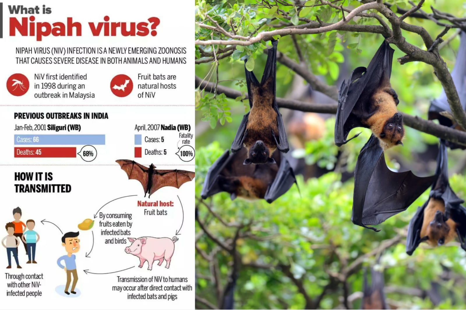 Nipah Virus.
