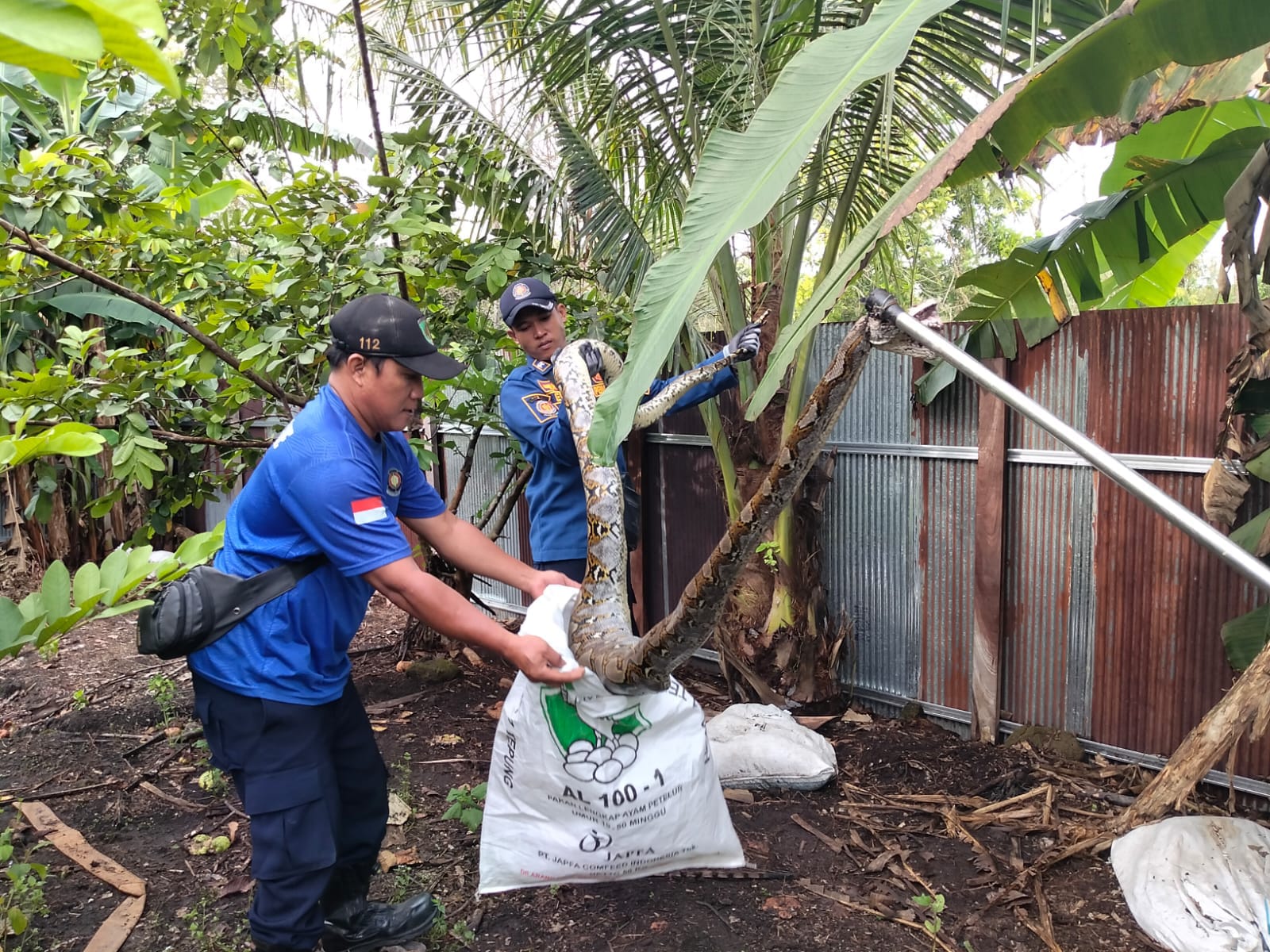 Ular sepanjang 4 meter dievakuasi.DAMKAR