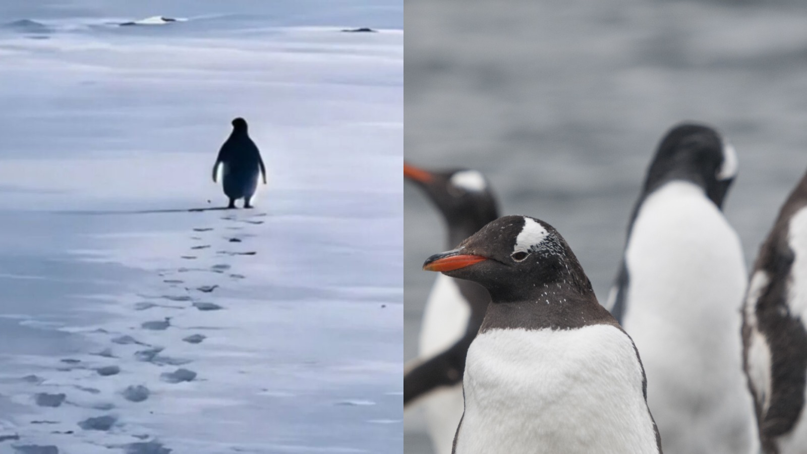 Habitat penguin.