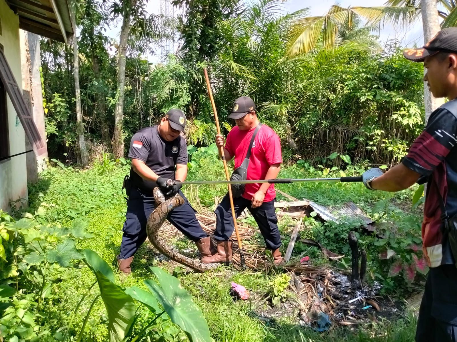 Evakuasi ular piton.DAMKAR