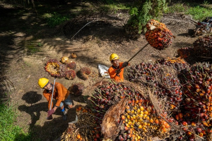 Produksi sawit.FOTO: BUMITAMA-AGRI.COM