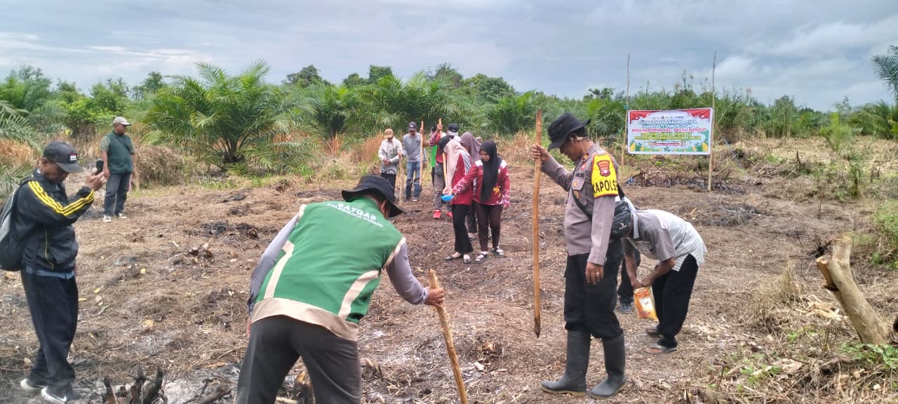 Penanaman jagung di daerah Pulau Hanaut.HUMAS