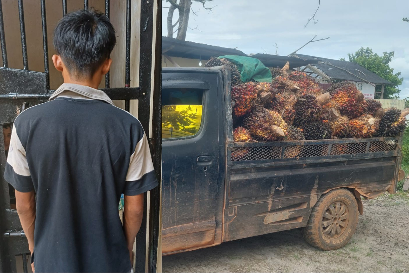 Pelaku dan kendaraan yang angkut sawit.POLISI