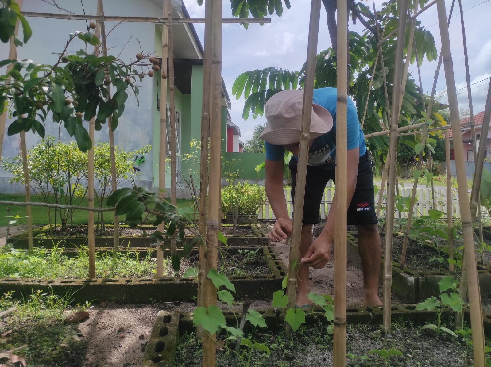 Tholib saat merawat tanaman gambas di kebun keluarga miliknya.