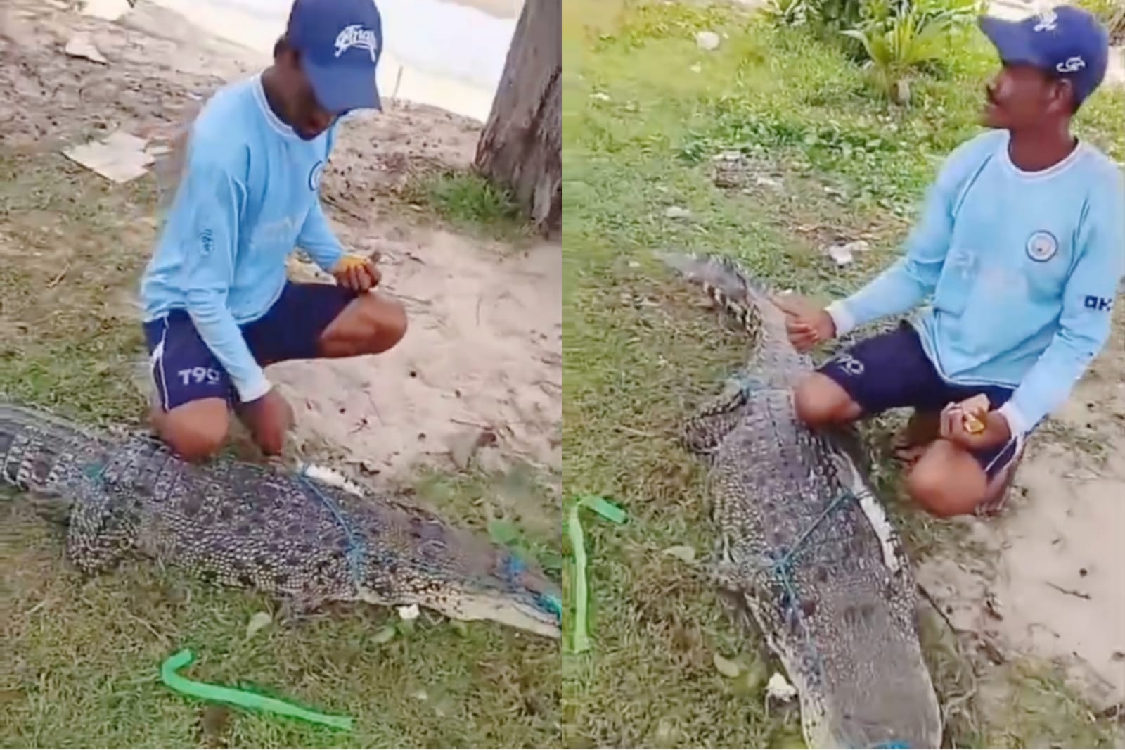 Buaya terjerat jaring warga. SCREENSHOOT VIDEO WARGA