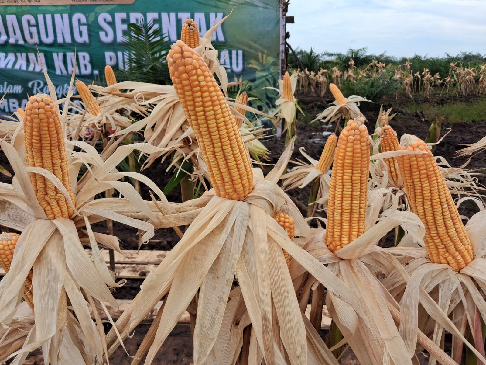 Jagung, bahan pangan yang menopang swasembada pangan. AGUS PRAMONO/KALTENGPOS.JAWAPOS.COM