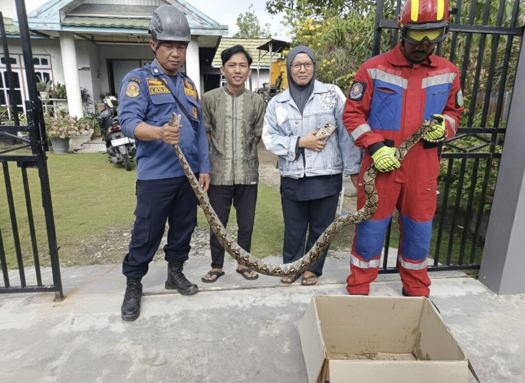 Kardus berisi ular. MIFTAH/KALTENGPOS.JAWAPOS.COM