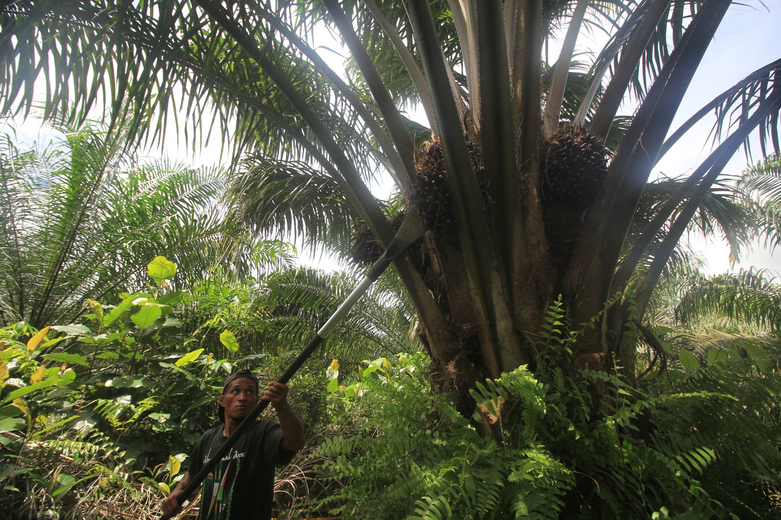 Pemanen sawit di kebun. AGUS PRAMONO/KALTENGPOS.JAWAPOS.COM