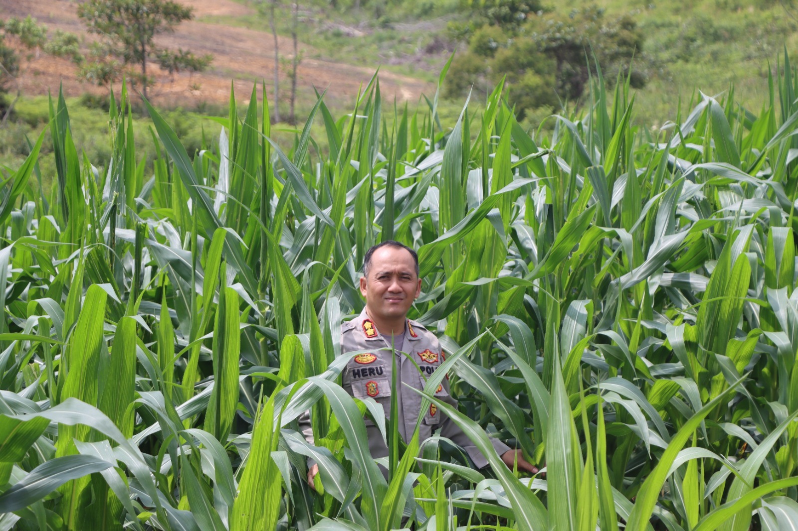 Kapolres Gunung Mas, Heru Eko Wibowo, turun langsung meninjau perkembangan tanaman jagung.HUMAS  