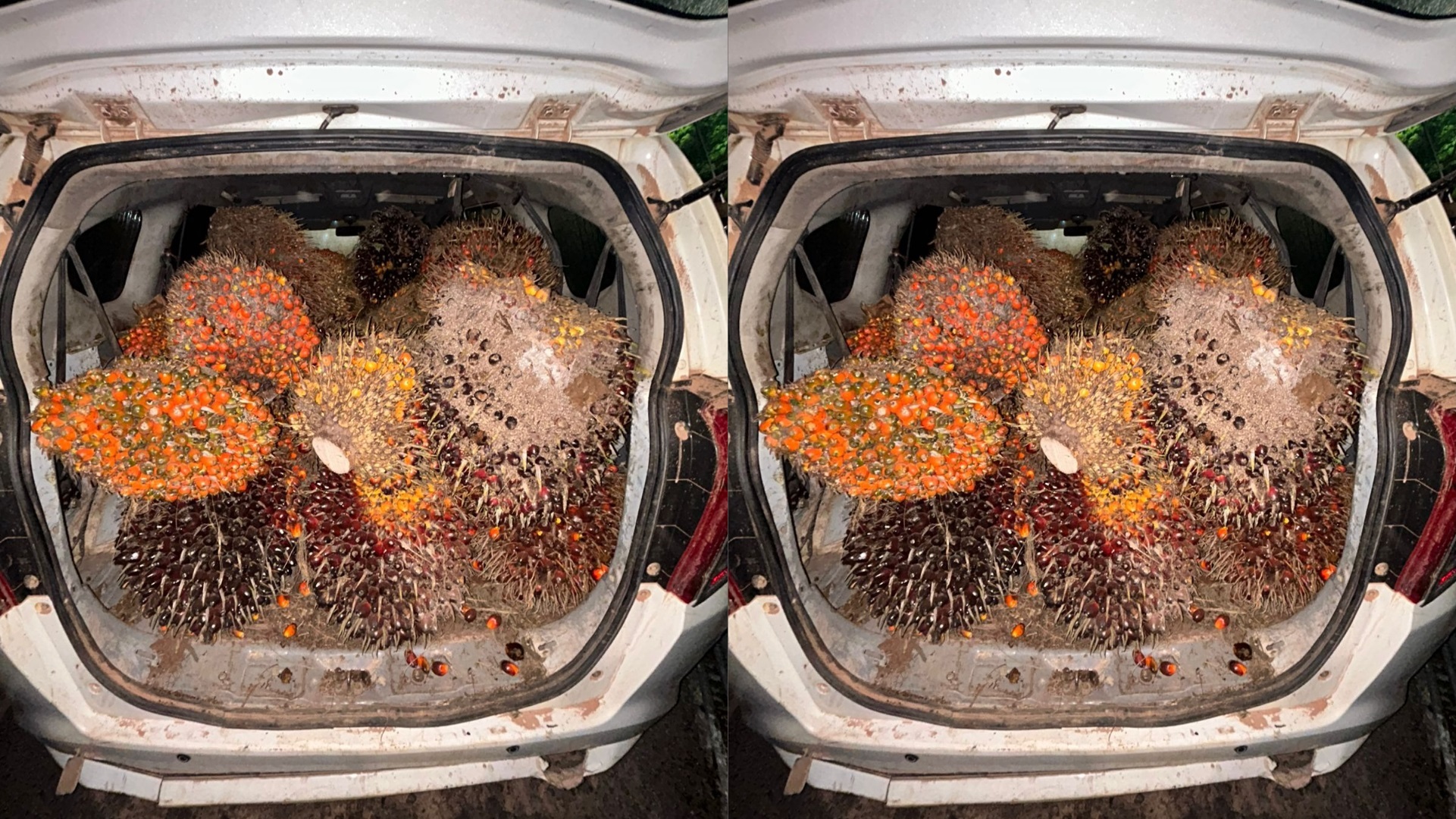 Kendaraan memuat sawit hasil curian. HUMAS