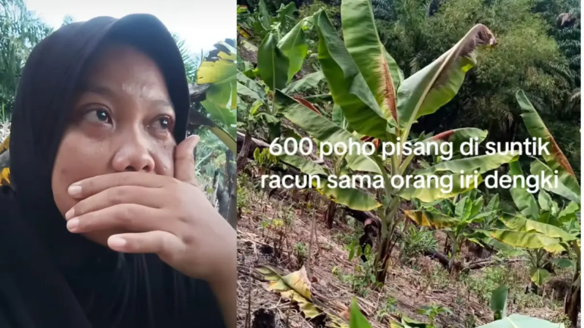 Siti Haliza mengatakan ada orang jahat yang sengaja menyuntikkan racun ke pohon pisang